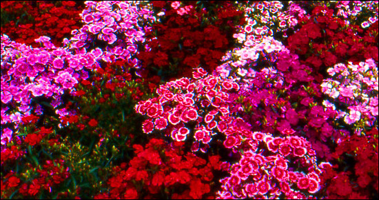 Seasonal Color enhances your landscape. Call Turf Plus at 281-222-LAWN